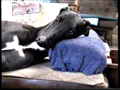 1990 Australian Greyhound Cup preview