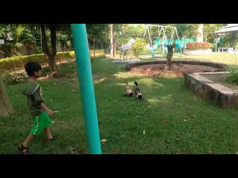 rishi versus swan geese ducks