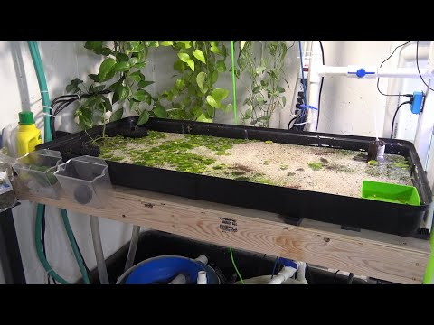 6 Month Update - Live Blackworm Culture - Long Term Low Tech Live Fish Food Culture