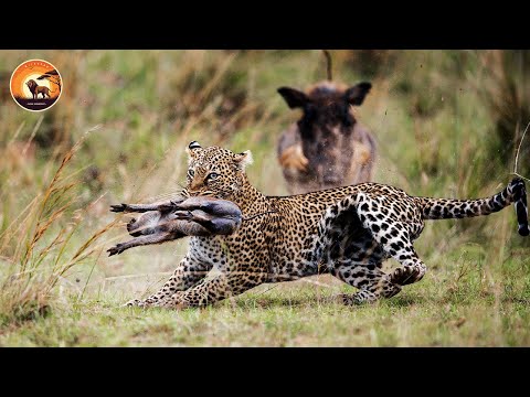 Savannah’s Deadliest Leopard Hunt Ever Filmed | Animal Documentary