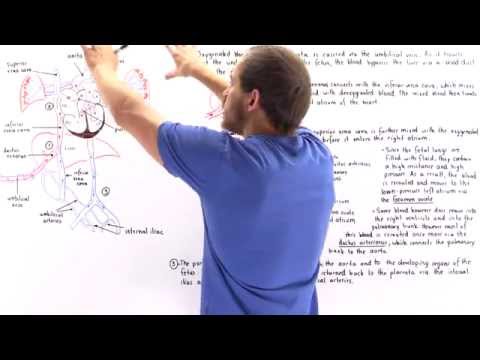 Fetal Circulation (Foramen Ovale, Ductus Arteriosus, Ductus Venosus)