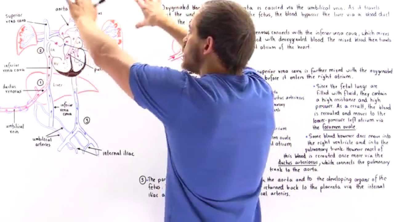 Fetal Circulation (Foramen Ovale, Ductus Arteriosus, Ductus Venosus)
