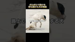 ボロボロで助けを待ち続けた犬の物語 #感動 #動物 #犬 #海外 #犬のいる暮らし