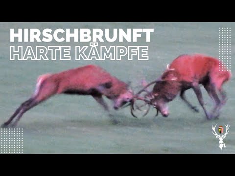 Hirschbrunft in den Bergen - Lautes Röhren und harte Kämpfe