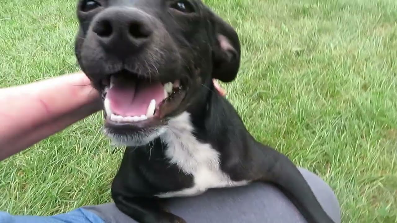 Enlarge Vinny, a Adoptable mixed breed in Crown Point, IN video 2/6