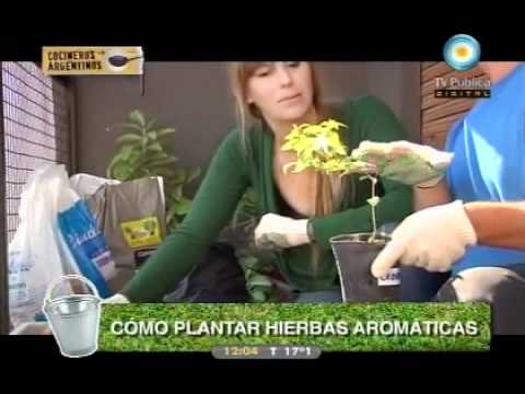 Hierbas aromáticas (capítulo 4)