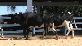 Vídeo 167 - 1ª ETAPA MEGA LIQUIDAÇÃO TOTAL AGROPECUÁRIA MARAJOARA - DIA 4 | GADO GIROLANDO E HOLANDÊS