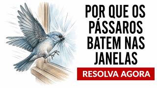 Miniatura do vídeo