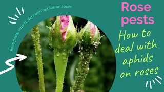 Rose pests. How to deal with aphids on roses.