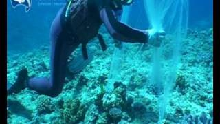 preview picture of video 'Hand collecting Lemonpeel Angels in the Coral Sea using a Barrier Net'