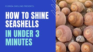 How to make your shells shiny in 3 minutes!