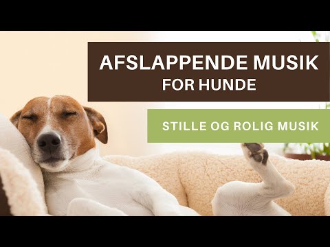 10 timers afslapningsmusik for hunde | Stille musik for hunde