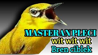Download lagu MASTERAN PLECI nembak wit wit wit sambung BREN CIBLEK. mp3