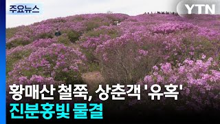 진분홍빛 물결...황매산 철쭉, 상춘객 '유혹' / YTN