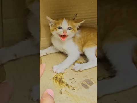 Aggressive Homeless Kittens Wouldn't Let Anyone Get Near Them, and No One Helped—Until Me