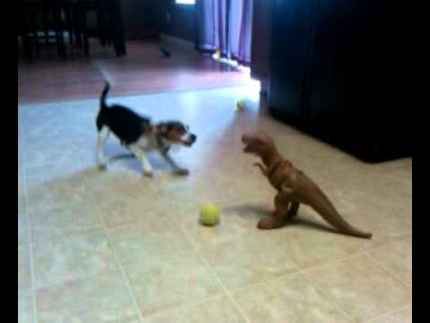 Dogs vs T-Rex