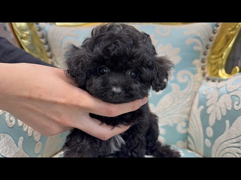 YouTube動画のサムネイル