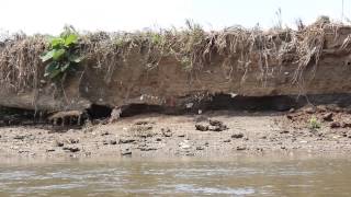 preview picture of video 'Crocodylus acutus río Grande de Tárcoles, Costa Rica'