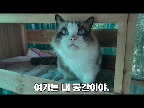 혼자 있고 싶은 고양이와 자꾸 들이대는 고양이.