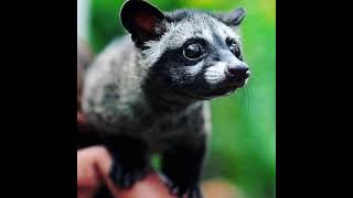 Download lagu Suara Luwak atau Musang pikat mp3 Download lagu Suara Luwak atau Musang pikat mp3