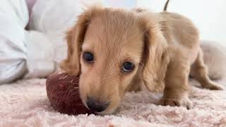 カニンヘンダックスフンドの動画01