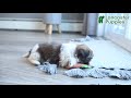 Shih Tzu dogs for sale: Sweet Pea  - Video 1