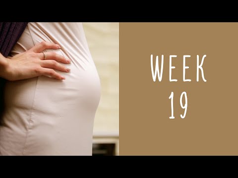 19 Weeks Pregnant - Pregnancy Week by Week