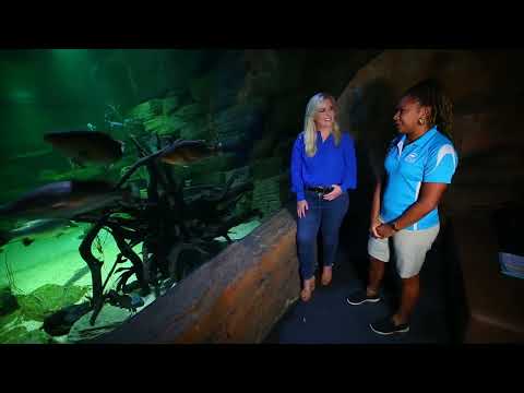 Cairns Aquarium