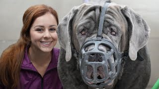 Download lagu 180lbs Neapolitan Mastiff with a bite history mp3