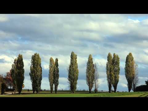 Blätterrauschen (Schwarzpappeln)