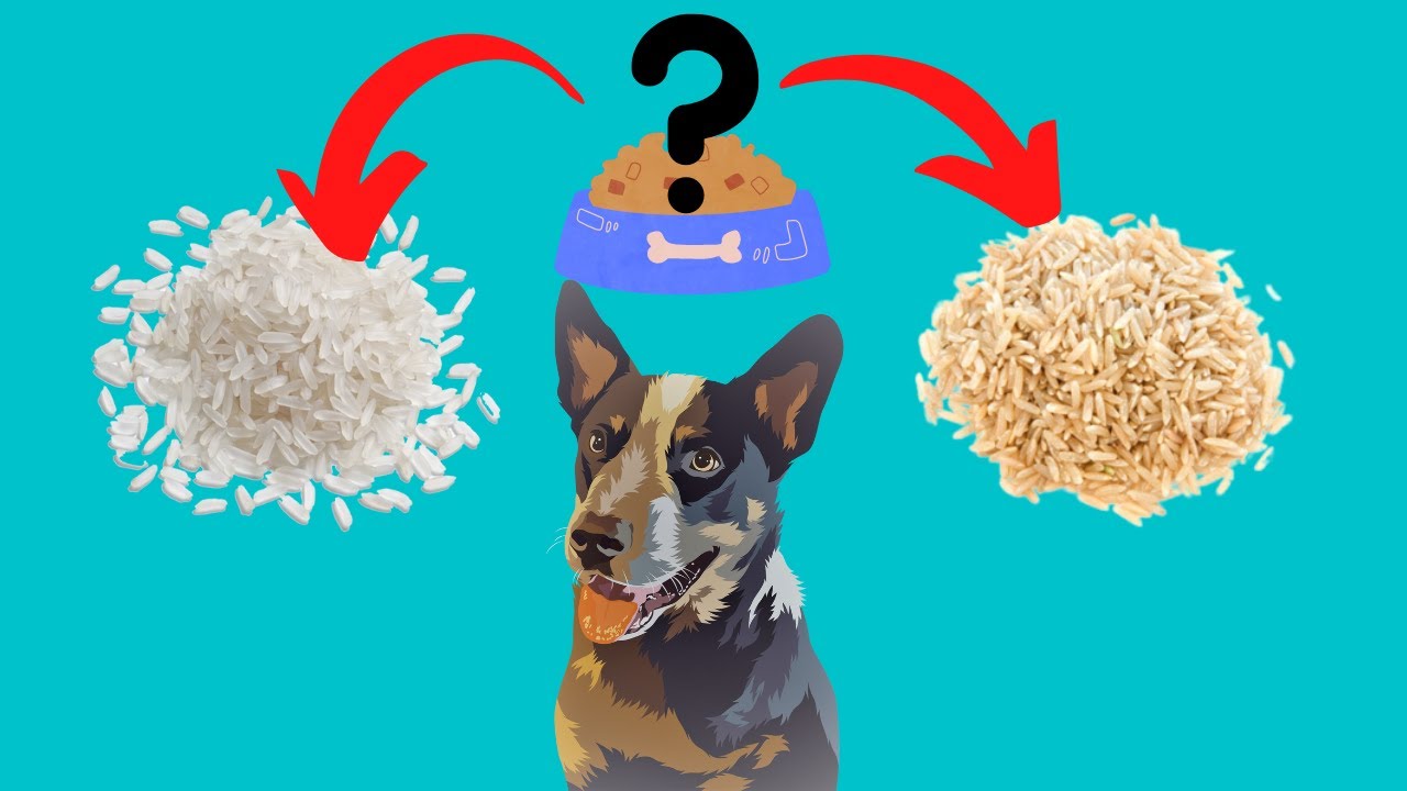 Arroz Branco ou Integral para Cachorro: Quando Não Pode...