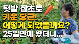 텃밭잡초를 활용해서 키운 당근, 대박효과 나타났을까? 25일만에 결과확인 가지 오이 텃밭농사