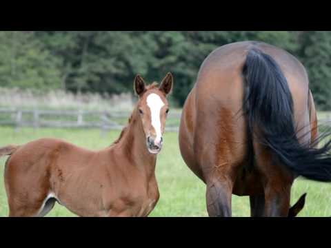 Little do you know ~ Fohlen 2017