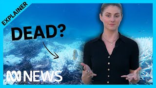 Did we kill all the coral reefs? | ABC News