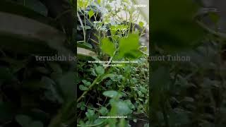 Download lagu status wa pagi hari 'semangat' mp3