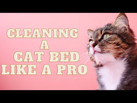 How to Easily Clean a Cat Bed