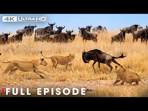 Brutal Hunt in the Lion's Territory (Full Episode) | Savage Kingdom | Nature Animal Documentary