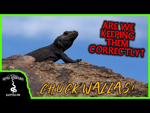 CHUCKWALLAS (and other DESERT LIZARDS) IN THE WILD! Are we keeping them correctly?