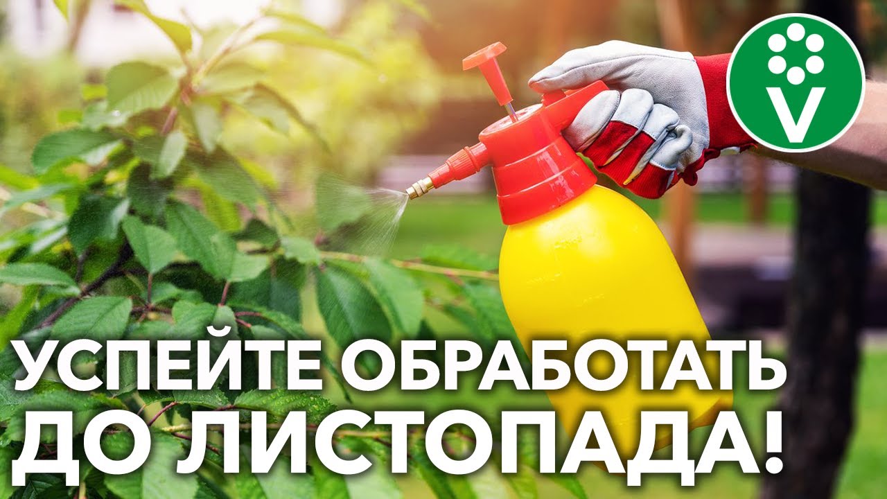 Защитите сад осенью от всех болезней! Искореняющая обработка в ТРИ этапа!