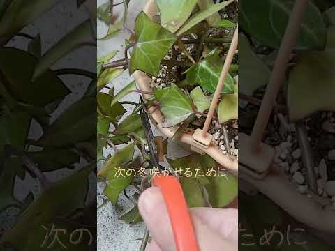 アイビーは木に悪いですか？カットすべきでしょうか？  庭園