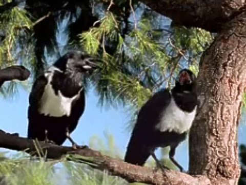 Windex Naughty Birds 2007 TV Commercial HD