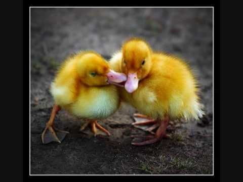 Perparime Ziflaj (Grupi i Bences) - O bobo c'qenka sevdaja...