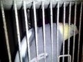 Mi Bird Acting Like Woody Wood Pecker