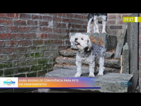 Saiba regras de convivência para pets em apartamentos 05 05 2021