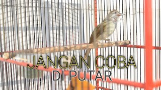 Download lagu Kapas tembak emosi sampai sayap bergetar mp3