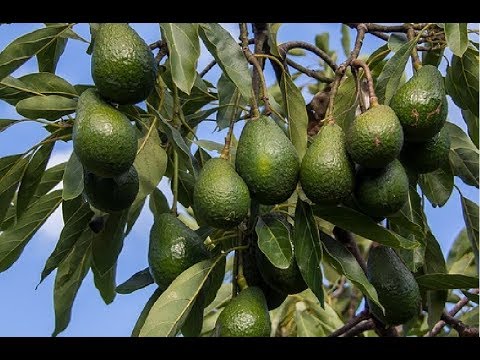 How To Plant Avocado In Pot To Fruit Fast For Beginners