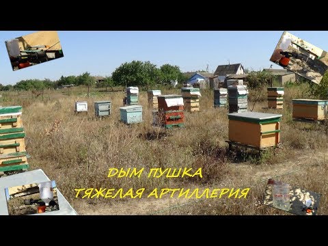 Пчела чистит печатный расплод в гнезде