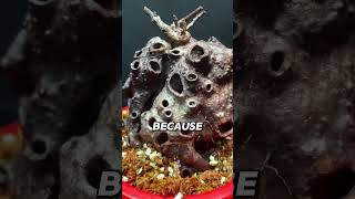 Download lagu Why This Bonsai Is Full of Holes🙂↕️ #bonsai #ants #fyp mp3 Download lagu Why This Bonsai Is Full of Holes🙂↕️ #bonsai #ants #fyp mp3