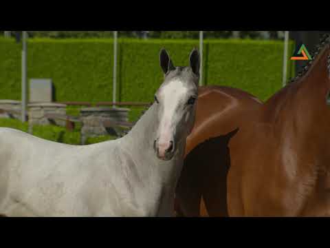 Zilvano Z (VDL Zirocco Blue NOP x Air Jordan Z), colt, born 1-5-2021