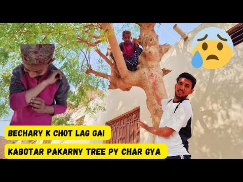 kabotar pakarny tree py char gya, bechary k chot lag gai 😰